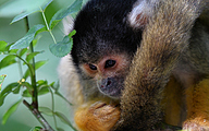 Black-capped squirrel monkey (Saimiri boliviensis)